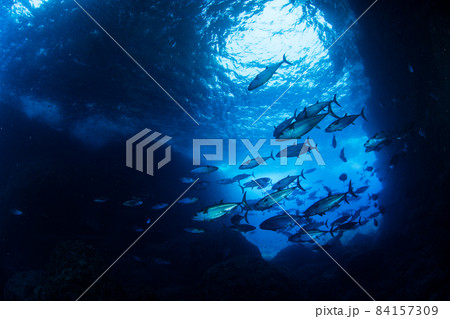 小笠原 嫁島の人気ポイント「マグロ穴」イソマグロの群れ 小笠原 嫁島の人気ポイント「マグロ穴」イソマグロの群れ 84157309