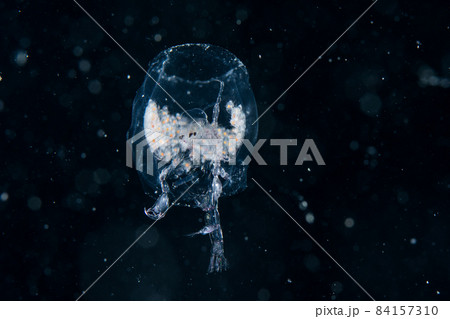 卵を守るオオタルマワシ 84157310