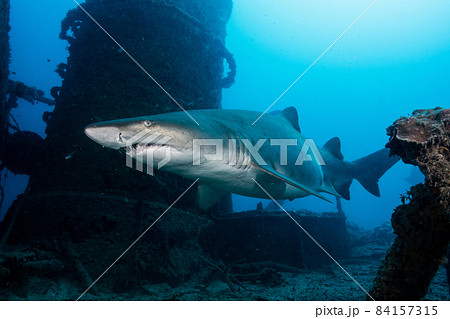 沈没船とシロワニ 84157315