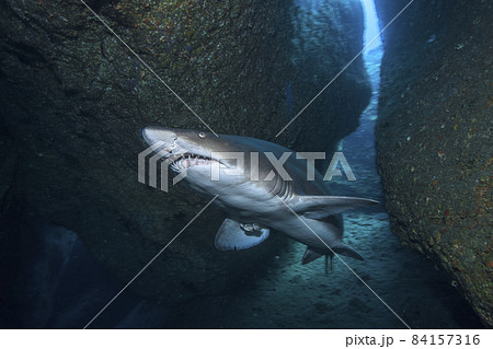 小笠原諸島弟島・鹿浜のシロワニ 小笠原諸島弟島・鹿浜のシロワニ 84157316