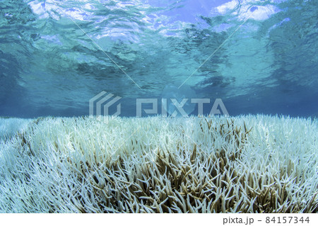 小笠原　スギノキミドリイシの大規模白化 84157344