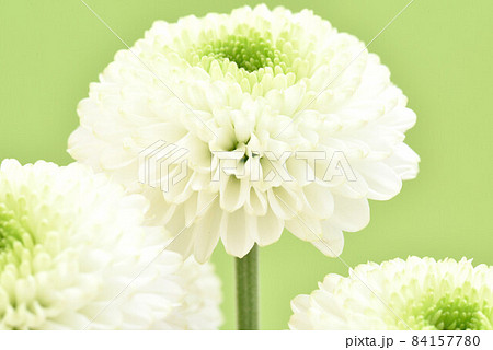 ピンポンマム 84157780