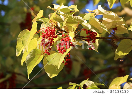 イイギリの実 イイギリの実 84158159