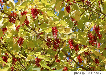 イイギリの実 イイギリの実 84158170