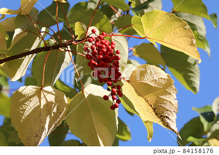 イイギリの実 イイギリの実 84158176