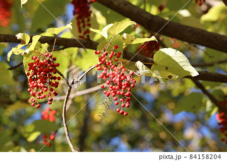 イイギリの実 イイギリの実 84158204