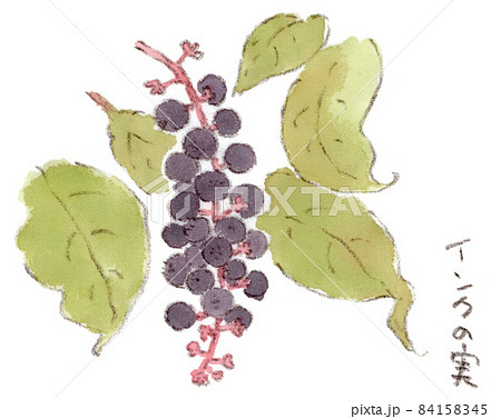 インクの実（ヨウシュヤマゴボウ、インクベリー）の水彩画イラスト。紫色のブドウみたいな実の植物。 84158345