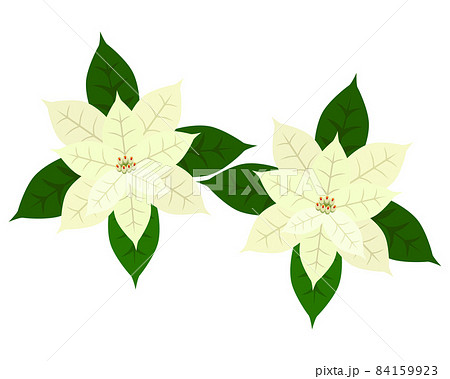 クリスマスのイラスト素材 ポインセチア 白 のイラスト素材