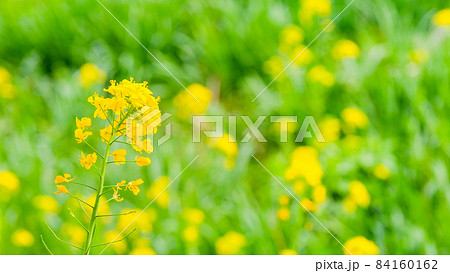 菜の花 84160162