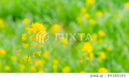 菜の花（ソフトフォーカス） 84160163