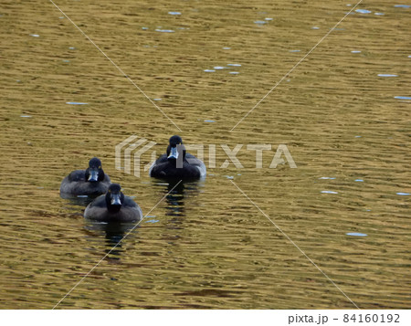 キンクロハジロ 84160192