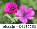 可愛いピンク色のアネモネ 84160268