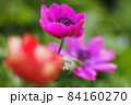可愛いピンク色のアネモネ 84160270