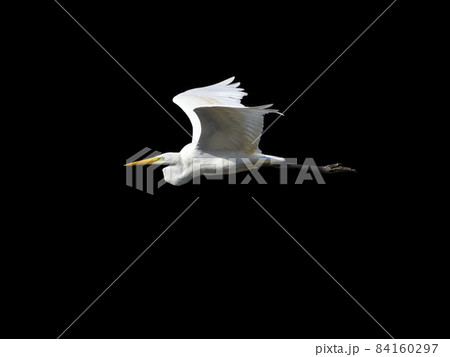 黒バックに飛ぶダイサギ 84160297