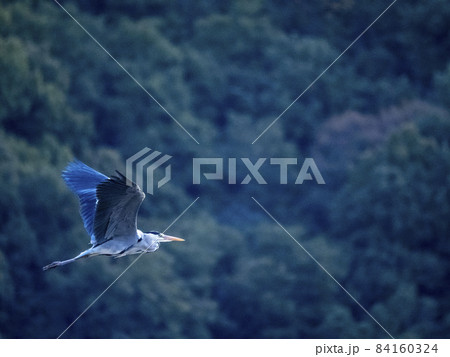 山をバックに飛ぶアオサギ 山をバックに飛ぶアオサギ 84160324