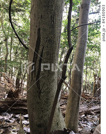 森で見つけた木に付けられた熊野爪痕 84160903