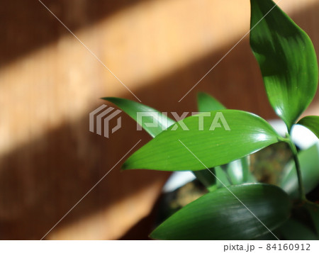 熊野で神木とされる梛（なぎ）の木の葉 84160912