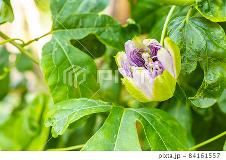 Exotic flower of passion fruit in blossom on the tree. Exotic flower of passion fruit in blossom on the tree. 84161557