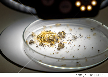 A colony of beetles on a petri dish for examination under Leica microscope, November 2021, San Francisco, USA. A colony of beetles on a petri dish for examination under Leica microscope, November 2021, San Francisco, USA. 84161560
