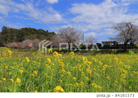房総半島の小湊鉄道と菜の花畑と桜 房総半島の小湊鉄道と菜の花畑と桜 84161573