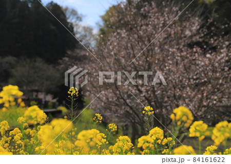 房総半島の小湊鉄道と菜の花畑と桜の写真素材