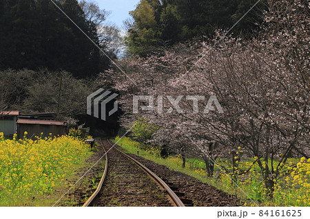 房総半島の小湊鉄道と菜の花畑と桜の写真素材