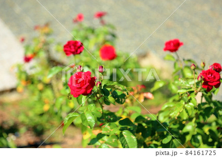 バラの花　ラバグルート 84161725