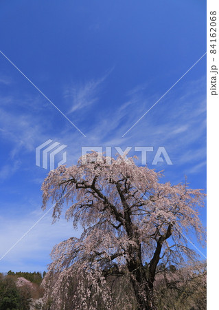 福島県福田寺の糸桜 84162068