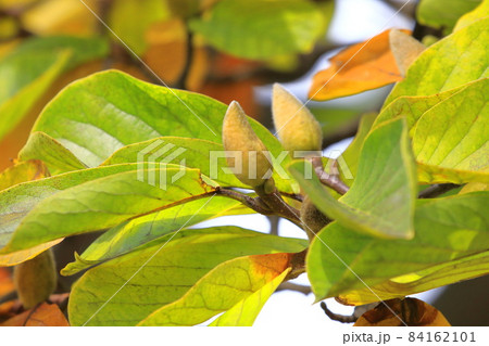 白木蓮（ハクモクレン）の若いつぼみと紅葉した葉 84162101