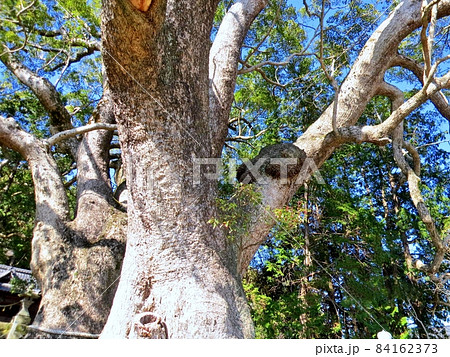 三島神社の夫婦クス 南伊豆町 楠の巨木 女神 三島神社の夫婦クス 南伊豆町 楠の巨木 女神 84162373