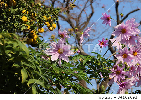 秋の庭に咲くキダチダリア（皇帝ダリア）のピンク色の花 84162693