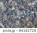 熊野川に支流・大塔川に温泉が湧く熊野の天然露天風呂・川湯温泉 84162728