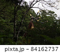 木立の中の熊野大宮大社の社殿 84162737