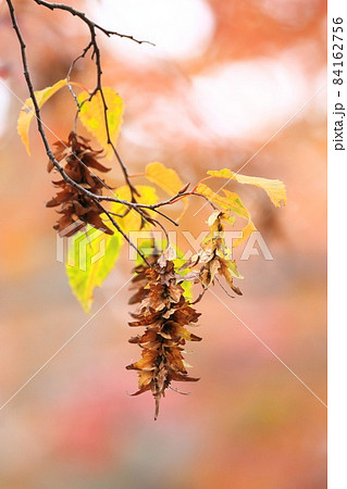赤四手 or 赤紙垂(アカシデ)の紅葉と実 赤四手 or 赤紙垂(アカシデ)の紅葉と実 84162756