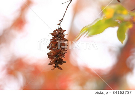 赤四手 or 赤紙垂（アカシデ）の紅葉と実 84162757