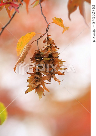 赤四手 or 赤紙垂(アカシデ)の紅葉と実 赤四手 or 赤紙垂(アカシデ)の紅葉と実 84162763