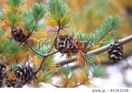 松の紅葉と大きな松の実 松の紅葉と大きな松の実 84163206