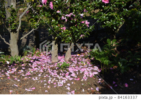 サザンカの花 サザンカの花 84163337