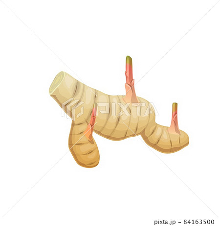 Isolated raw galangal aromatic rhizome. Asian cuisine ingredient, exotic spicy seasoning or herb with tart taste. Cartoon vector whole galangal rhizome or root with sprouts 84163500