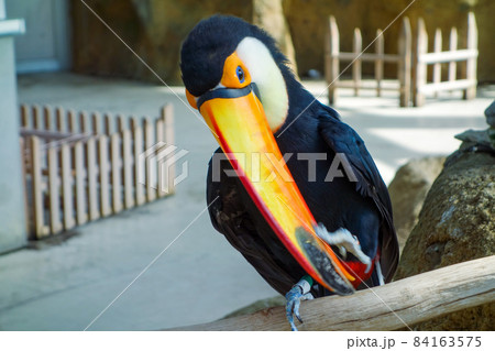 足羽山公園遊園地　ハピジャン　オニオオハシ 84163575
