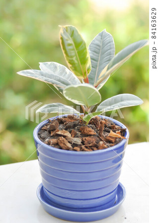 Decora Tree, Indian Rubber Tree or Rubber Plant or Variegated Indian Rubber Decora Tree, Indian Rubber Tree or Rubber Plant or Variegated Indian Rubber 84163629
