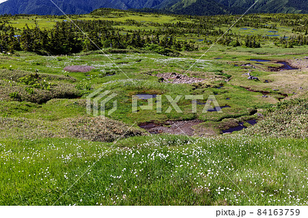 夏の苗場山山上湿原の風景 84163759