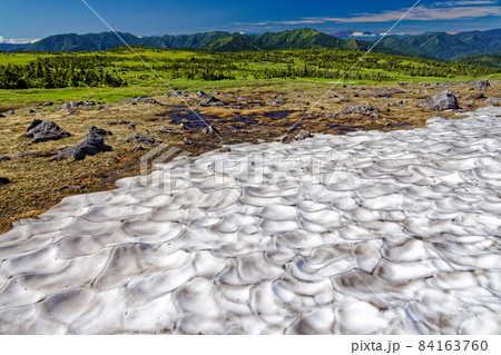 夏の苗場山山上湿原と残雪 84163760