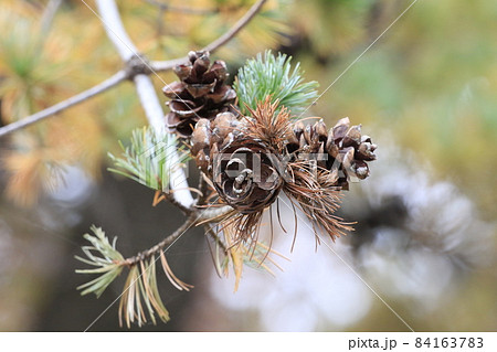 松の紅葉と大きな松の実 松の紅葉と大きな松の実 84163783