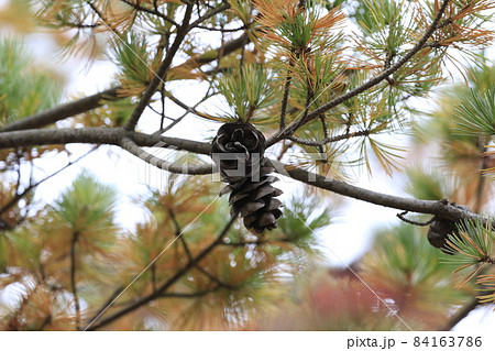 松の紅葉と大きな松の実 84163786