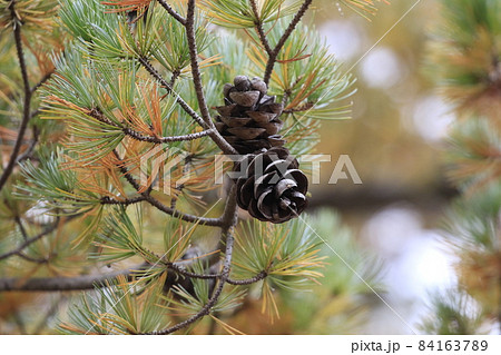 松の紅葉と大きな松の実 84163789