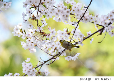 メジロと桜の木 メジロと桜の木 84163851