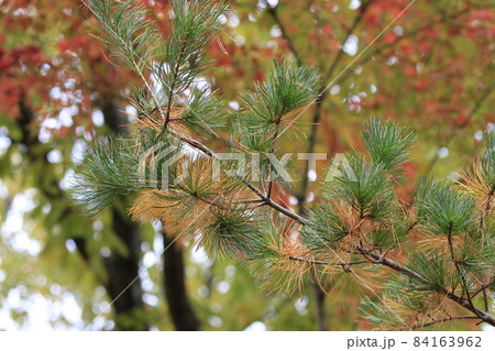 紅葉した黒松(クロマツ)の葉 紅葉した黒松(クロマツ)の葉 84163962