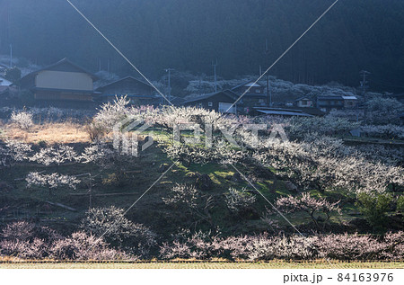 朝陽に光る川売の梅林 84163976
