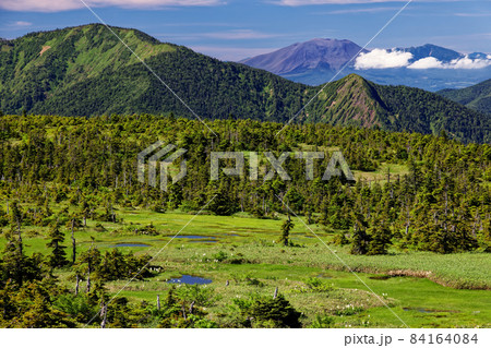 夏の苗場山山頂湿原と佐武流山・浅間山の眺め 84164084